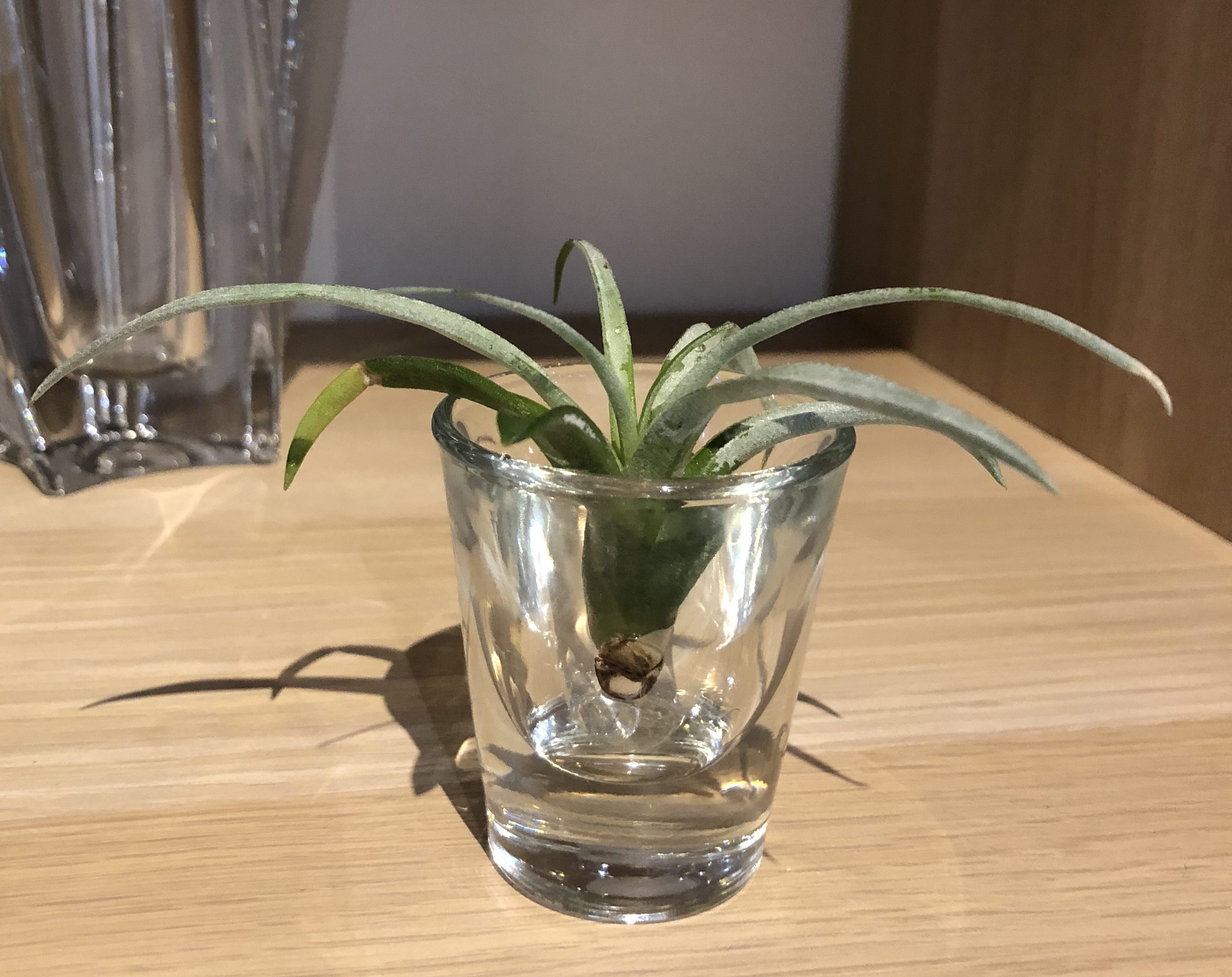 水やりの日／姫路市の美容院／美容室／ヘアサロン ｜姫路の美容院 Berea（ベレア）
